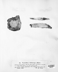 Image of Varicellaria rhodocarpa